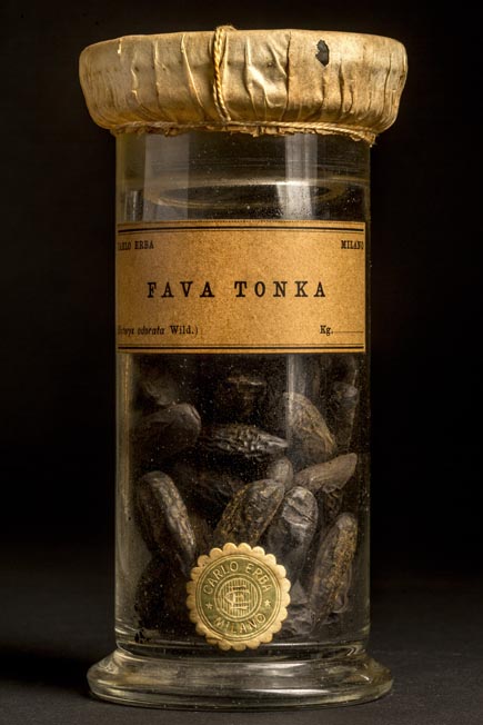 FAVA TONKA